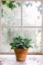 how to grow a window garden green