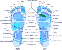 Reflexology Chart Hand Foot Healing Learn Shiatsu