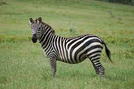 This variation occurs because there are three types of zebra, burchell's zebra (equus burchelli), grevy's zebra (equus grevyi), and the mountain zebra (equus zebra).¹ Plains Zebra Facts Habitat Diet Life Cycle Baby Pictures