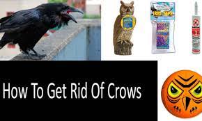 If you want to know how to keep crows away from your garden, then the answer is bird netting. How To Get Rid Of Crows Top 9 Repellents