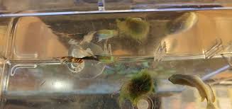 Bubbles on Dorsal Fin of Guppy : r/Aquariums