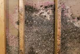 Is There Mold In Your Home Groundworks