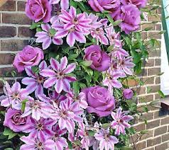 We did not find results for: Cottage Farms Clematis Rose Fragrance Duo Qvc Com Clematis Flower Planters Bloom Where Youre Planted