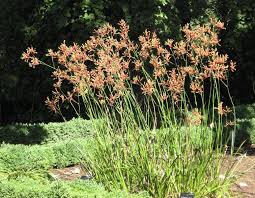 right native plants for your garden