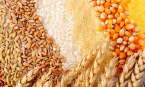 In botany, cereal, also known as grain, is any member of the grass family (poaceae) that is cultivated for its edible starchy brans or fruit seeds (i.e., botanically a type of fruit called a caryopsis). Extrusion Of Cereals New Food Magazine