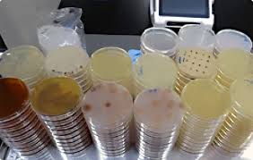 how to sterilize plastic agar plates