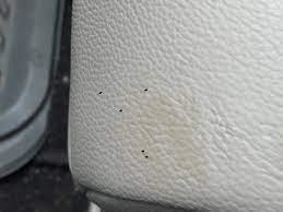bed bugs in your car what to do next