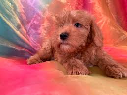 apricot miniature schnoodle puppies for