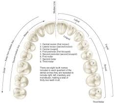 Application Of Nomenclature Tooth Numbers L1 To L8