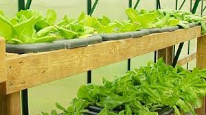 hydroponic vegetable garden