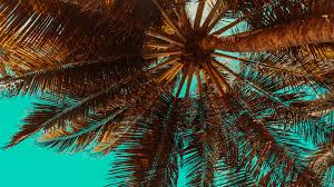 palm tree wallpapers 133 images inside