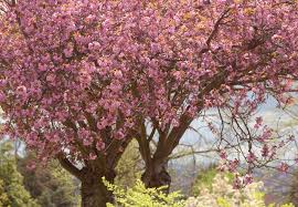 17 best trees with pink flowers for