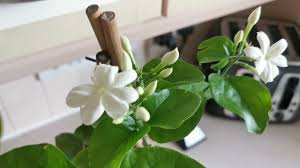 sambac jasmine arabian jasmine