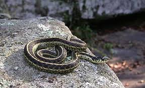 The garter snake is often confused with 'garden snake' although this is a name mistake more than anything else. Species Profile Eastern Garter Snake Thamnophis Sirtalis Srel Herpetology