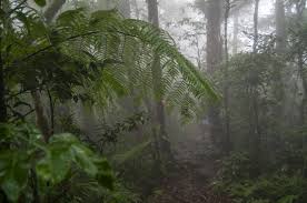 forest floor rainforests