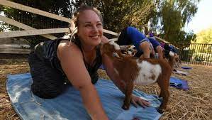 photos goat yoga the new fitness