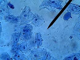 We did not find results for: Watu Gwo Blog Animal Cell Light Microscope