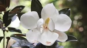 magnolia little gem