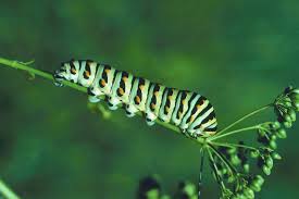Types Of Woolly Caterpillars Sciencing