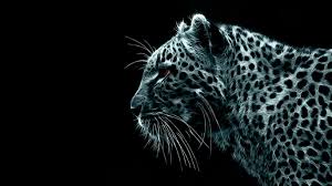 cheetah leopard black background