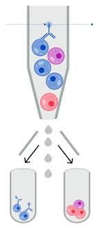 flow cytometry protocol abcam