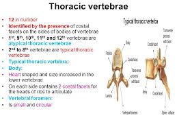 The thoracic vertebrae increase in size from t1 through t12. Vertebral Column Dr N Satyanarayana Vertebral Column Made Up Of 33 Vertebrae Forms The Major Part Of Axial Skeleton Extends From Skull To The Pelvis Ppt Download
