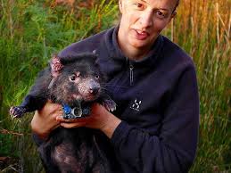 In tasmania, the tasmanina devils were definitely thriving, and would actually start breaking into households and kill livestock, poultry animals, and pets, in addition to roadkills and hunting prey in the forest. Secret Life Of Tasmanian Devils Captured Manning River Times Taree Nsw