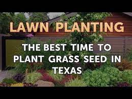 To Plant Grass Seed In Texas