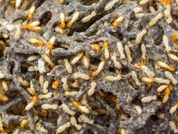 got termites if not you probably will