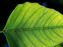 leaf growth patterns