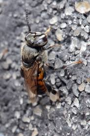 I finally saw them with my own eyes! Stingless Bee Wikipedia