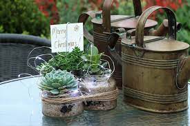 Succulent Trio In Glass Jars