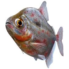 Fish Illnesses How To Spot Them Tetra