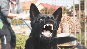 Their origin is not clear, but many experts believe they began as a mix between wolves and primitive domestic dogs brought to australia from asian countries. 20 Most Dangerous Dogs Breeds That Are Known For Aggression