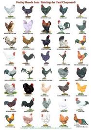 597 Best Beautiful Chickens Images Beautiful Chickens