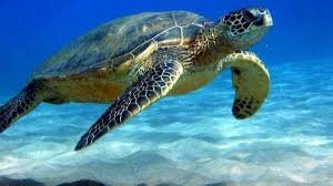 World Sea Turtle Day 2022: All you need to know - Oneindia News