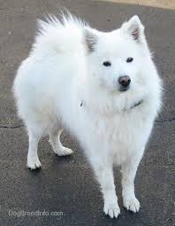 American Eskimo Dog Breed Information And Pictures