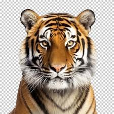 premium psd tiger face shot isolated