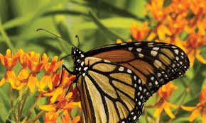 monarch erflies how to attract