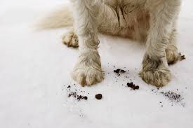 how to get pet stains out of the carpet