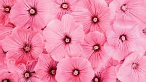 pretty flower wallpapers and