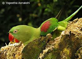 alexandrine parakeets parrotfeather com