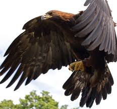 tary biology of the golden eagle