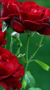 red roses wallpapers hd wallpaper