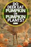 Do deer or rabbits eat pumpkin plants?