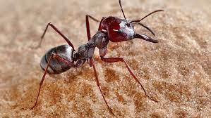 This ant travels 108 times its body length each second by 'galloping' on  hot sand | CBC Radio