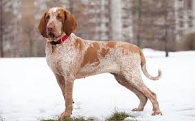 You can have a taste of various culinary treats such as calamari fritti, arancini, bruschetta, and more. Bracco Italiano Temperament And Personality Child Friendly And Energetic