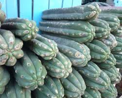 However, you can also grow it in a pot placed indoors. San Pedro Cactus A Psychedelic Cactus From Central America