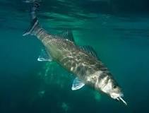 UK Sea Fish Species | Anglers Guides