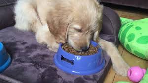 12 Best Dog Foods For Goldendoodle Puppy Adult Senior In